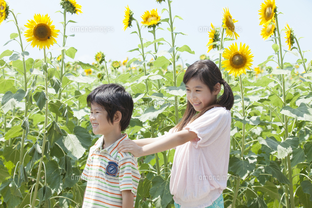笑顔の姉弟とひまわり畑 の写真素材 イラスト素材 アマナイメージズ
