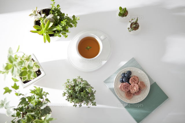 テーブルの上の紅茶と観葉植物 の写真素材 イラスト素材 アマナイメージズ