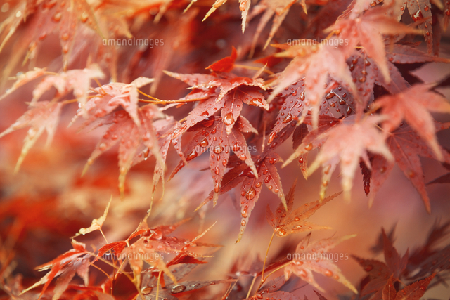 雨の紅葉 の写真素材 イラスト素材 アマナイメージズ