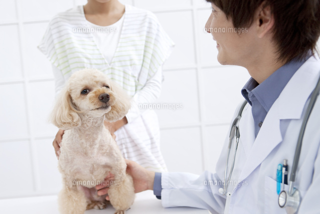 犬と飼い主と獣医 の写真素材 イラスト素材 アマナイメージズ