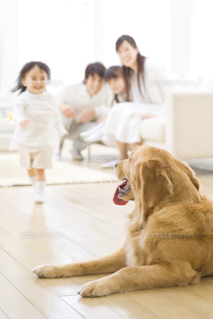 走ってくる赤ちゃんを見ている犬 の写真素材 イラスト素材 アマナイメージズ