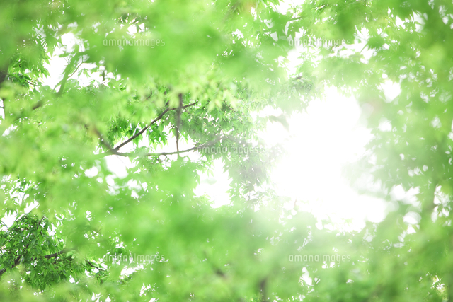 木漏れ日イメージ の写真素材 イラスト素材 アマナイメージズ
