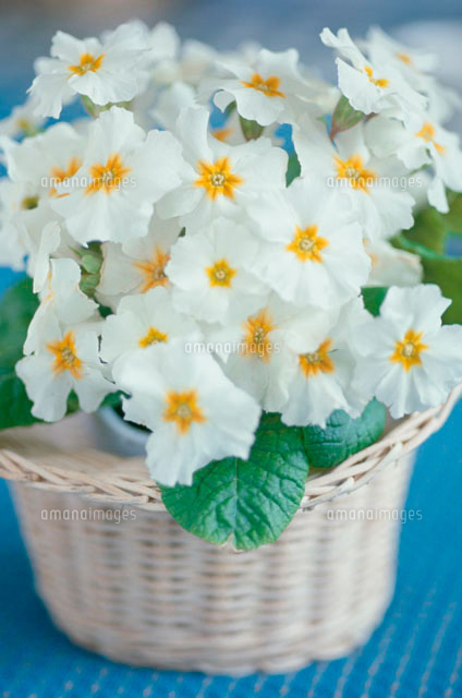 白い花の鉢植え の写真素材 イラスト素材 アマナイメージズ
