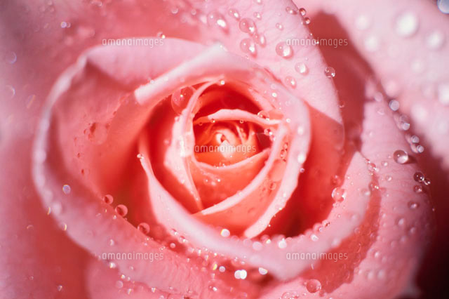 バラの花と水滴 の写真素材 イラスト素材 アマナイメージズ