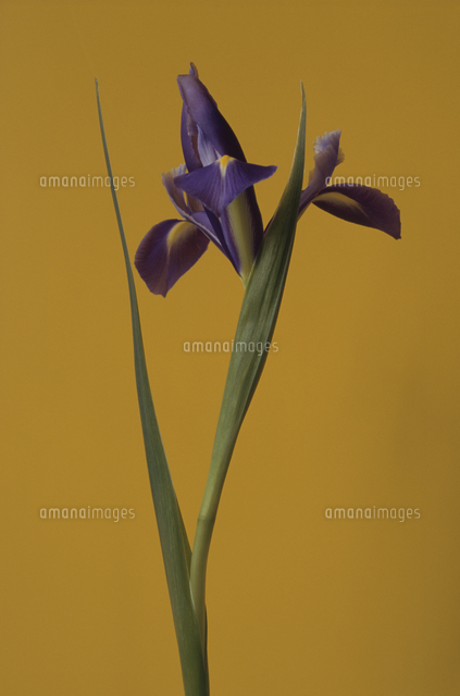 あやめ の写真素材 イラスト素材 アマナイメージズ