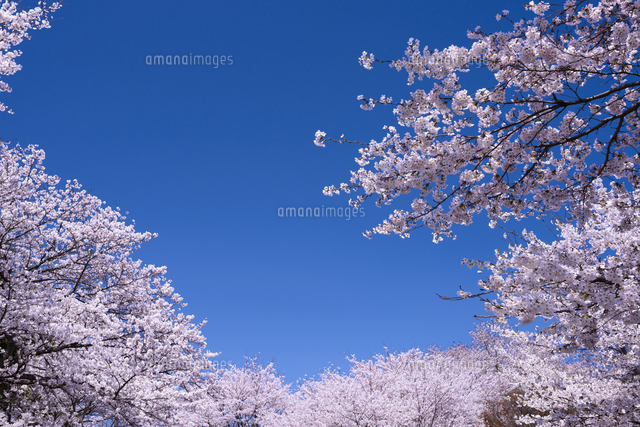 青空の桜並木[09503010939]の写真・イラスト素材｜アマナイメージズ