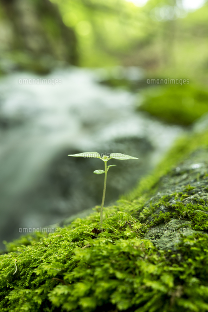 渓谷のコケから芽生える双葉 の写真素材 イラスト素材 アマナイメージズ