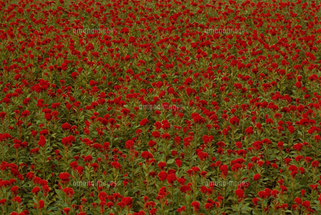 花 植物 花畑 赤 パターン の写真素材 イラスト素材 アマナイメージズ