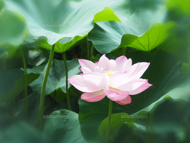 ハスの花 の写真素材 イラスト素材 アマナイメージズ