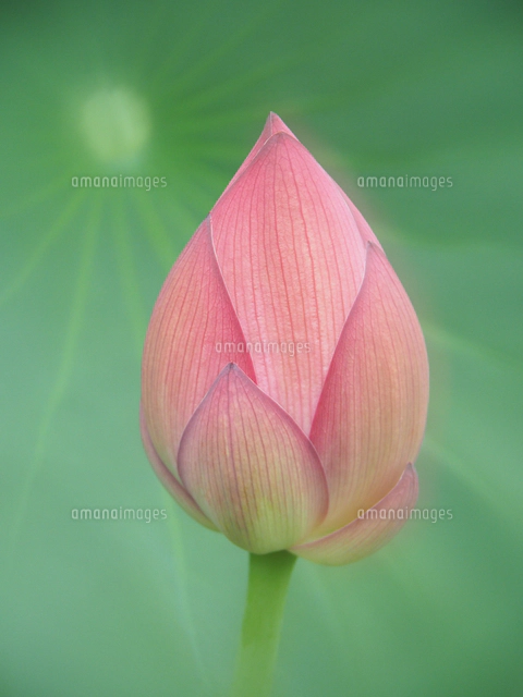 ハスの蕾[09507000205]の写真・イラスト素材｜アマナイメージズ