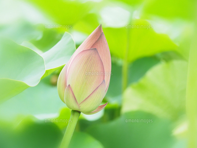 ハスの蕾[09507000205]の写真・イラスト素材｜アマナイメージズ