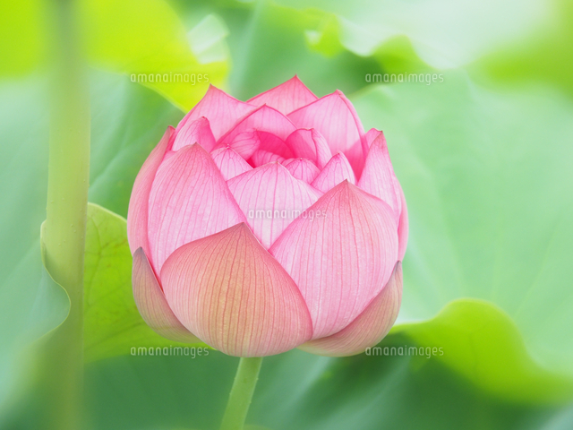蓮の蕾の魅力と見どころ｜自然が織りなす神秘的な美しさ