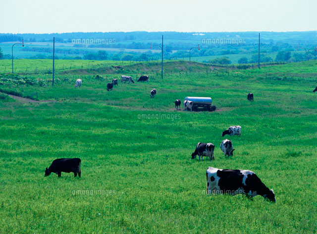 牛と牧草地 の写真素材 イラスト素材 アマナイメージズ
