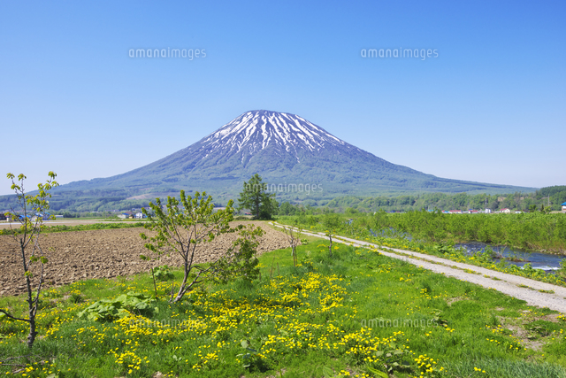 羊蹄山と畑と道 の写真素材 イラスト素材 アマナイメージズ