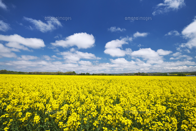 菜の花畑と雲 の写真素材 イラスト素材 アマナイメージズ