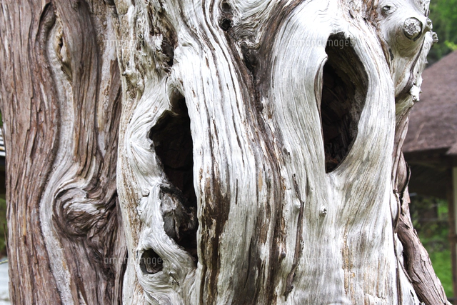 枯れ木の幹の樹洞[09508007534]の写真・イラスト素材｜アマナイメージズ