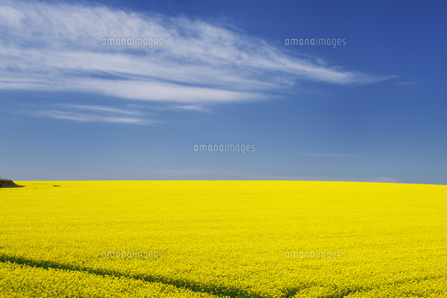 菜の花畑 の写真素材 イラスト素材 アマナイメージズ