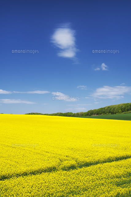 菜の花畑 の写真素材 イラスト素材 アマナイメージズ