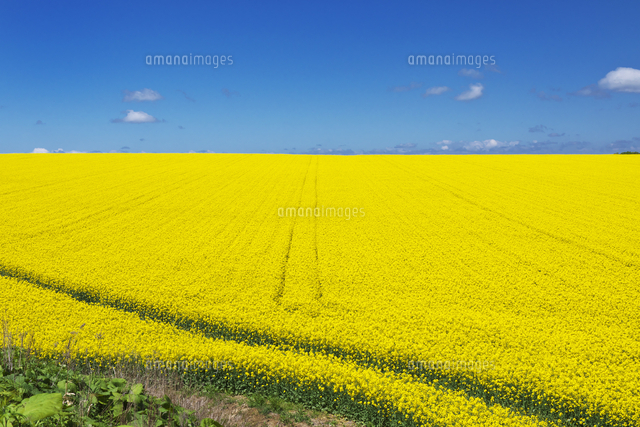 菜の花畑 の写真素材 イラスト素材 アマナイメージズ