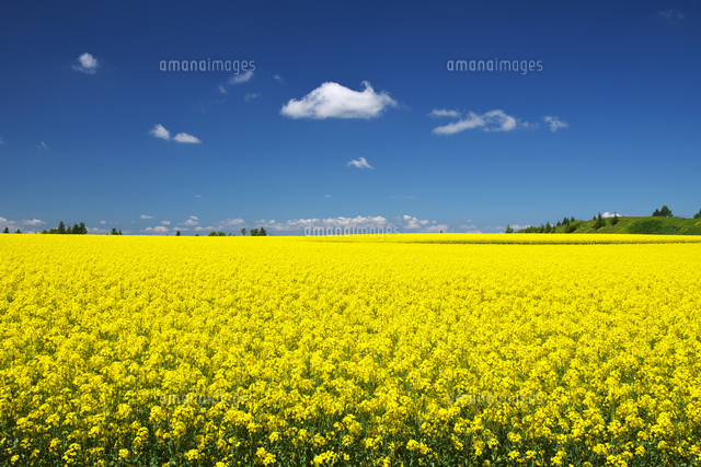 菜の花畑 の写真素材 イラスト素材 アマナイメージズ
