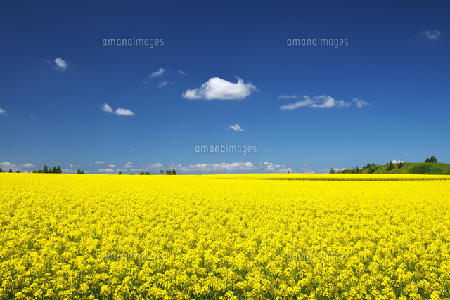 菜の花畑 の写真素材 イラスト素材 アマナイメージズ