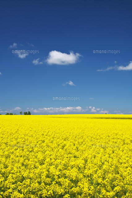 菜の花畑 の写真素材 イラスト素材 アマナイメージズ