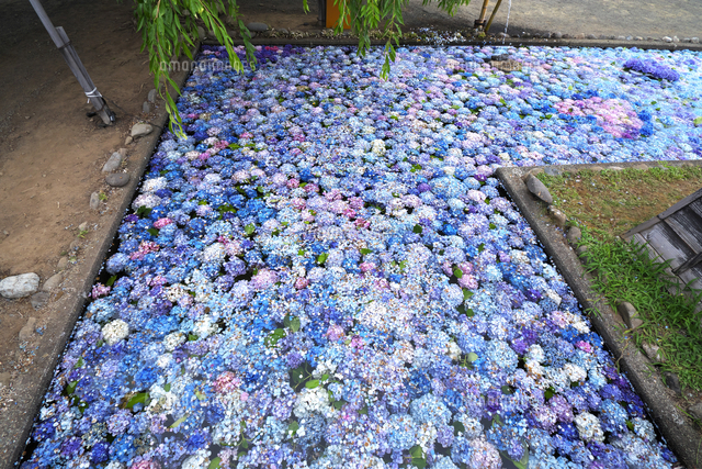 松前藩屋敷の浮き紫陽花 の写真素材 イラスト素材 アマナイメージズ