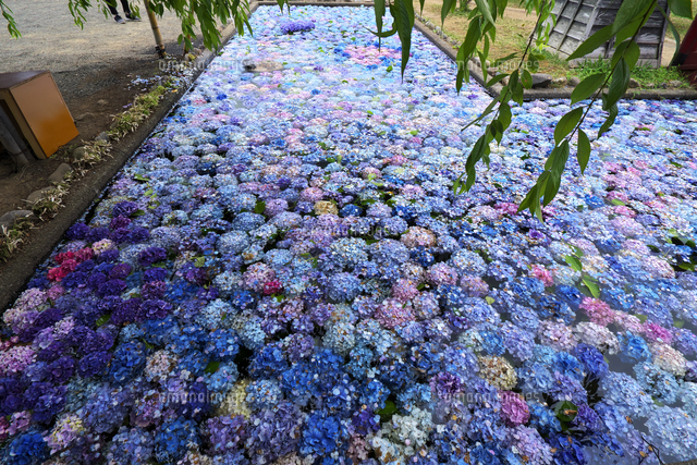 松前藩屋敷の浮き紫陽花 の写真素材 イラスト素材 アマナイメージズ