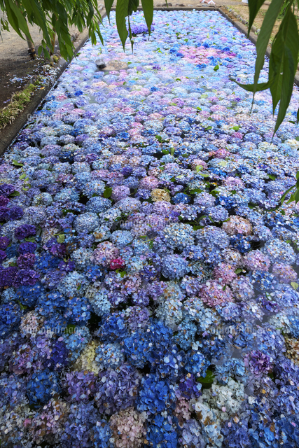 松前藩屋敷の浮き紫陽花 の写真素材 イラスト素材 アマナイメージズ