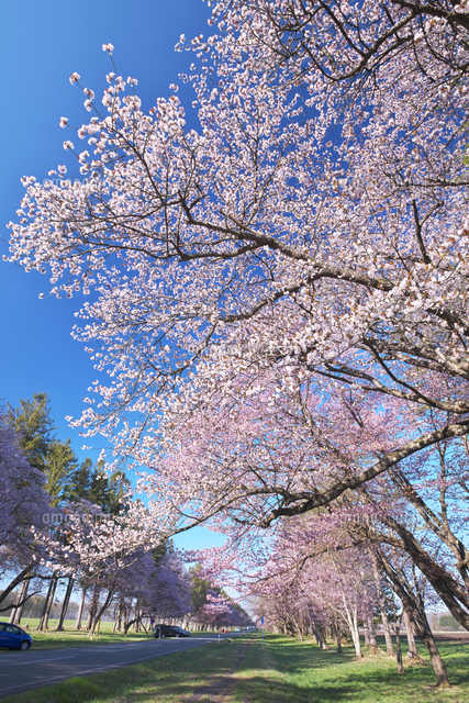 二十間道路桜並木[09508008297]の写真・イラスト素材｜アマナイメージズ