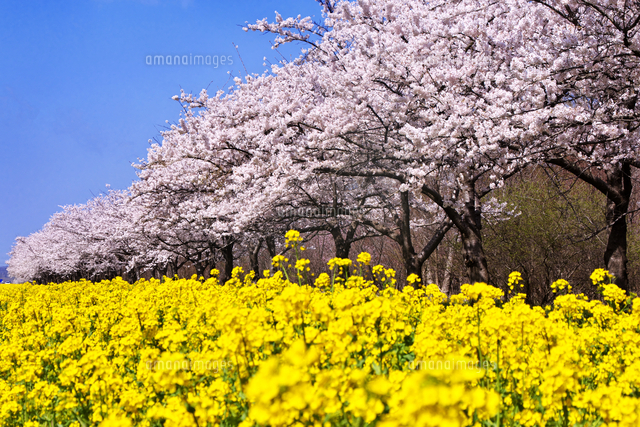 菜の花 吾妻山公園の菜の花「吾妻山菜の花ウォッチング」富士山と菜の花