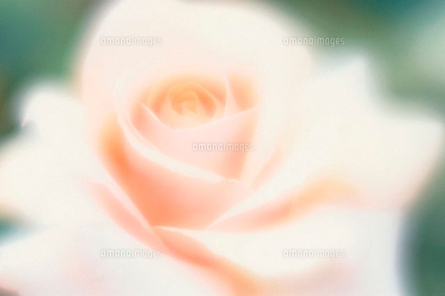 バラ 5月下旬 の写真素材 イラスト素材 アマナイメージズ