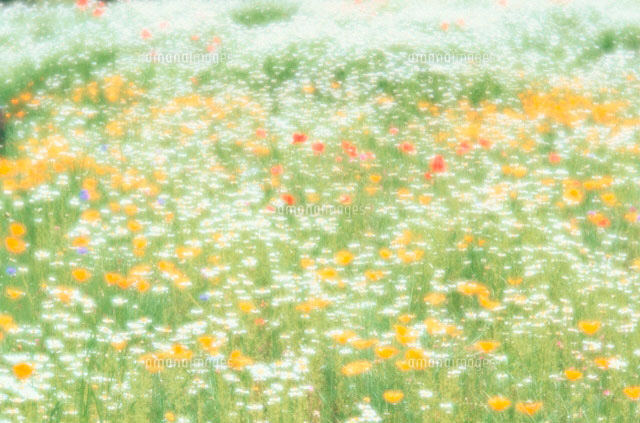 ポピー ノースポール エスコルチア の写真素材 イラスト素材 アマナイメージズ