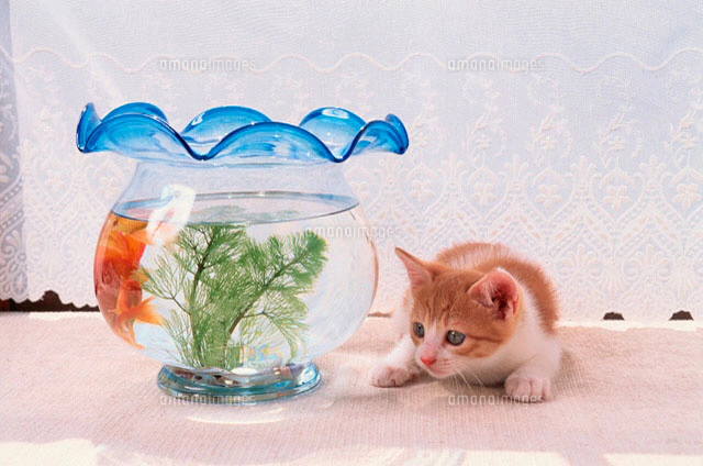 金魚と猫 猫と金魚 ハチワレ猫と金魚(黒白に赤) ハチワレ キタンクラブ
