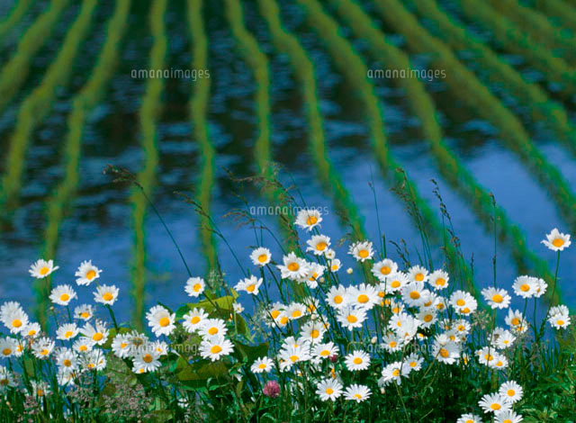 フランスギクの花畑と水田 の写真素材 イラスト素材 アマナイメージズ