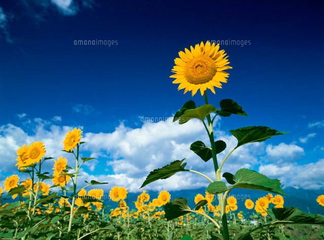 ヒマワリの花畑と空 の写真素材 イラスト素材 アマナイメージズ