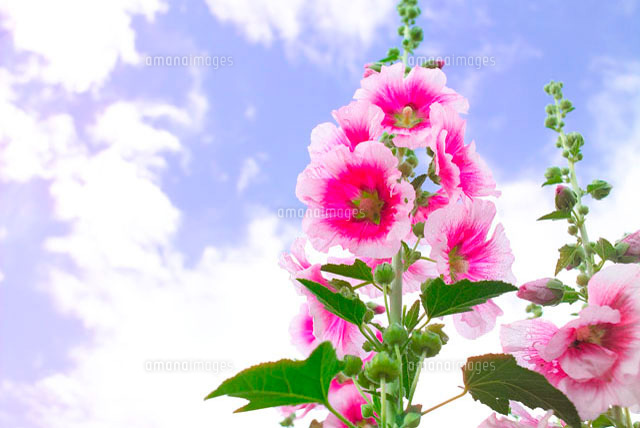 タチアオイ の写真素材 イラスト素材 アマナイメージズ