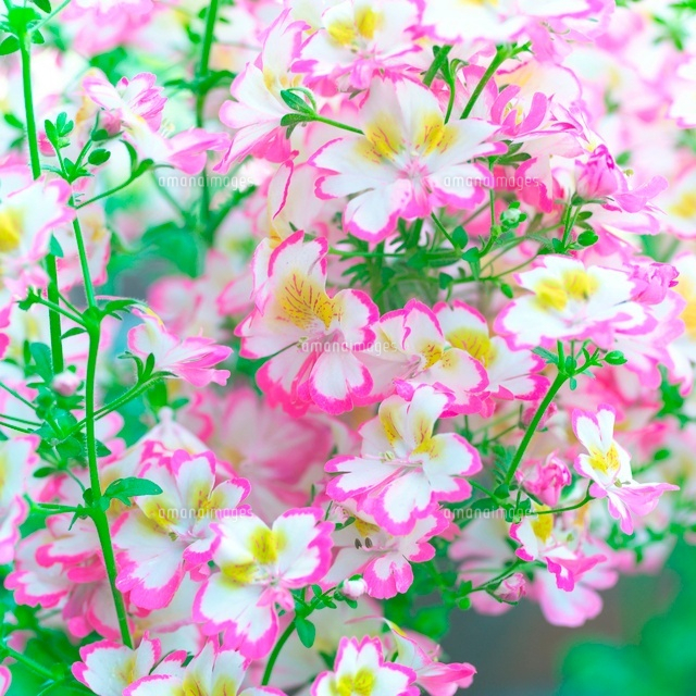 シザンサス の写真素材 イラスト素材 アマナイメージズ