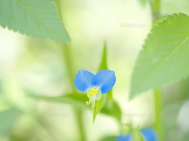 ツユクサ の写真素材 イラスト素材 アマナイメージズ