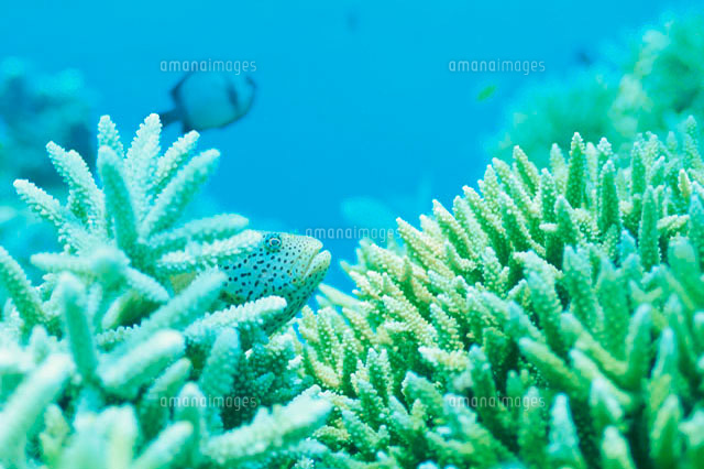 サンゴとカンモンハタ の写真素材 イラスト素材 アマナイメージズ