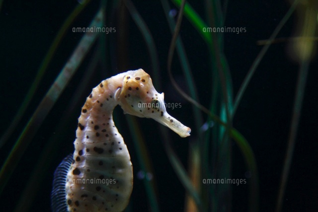 タツノオトシゴ の写真素材 イラスト素材 アマナイメージズ