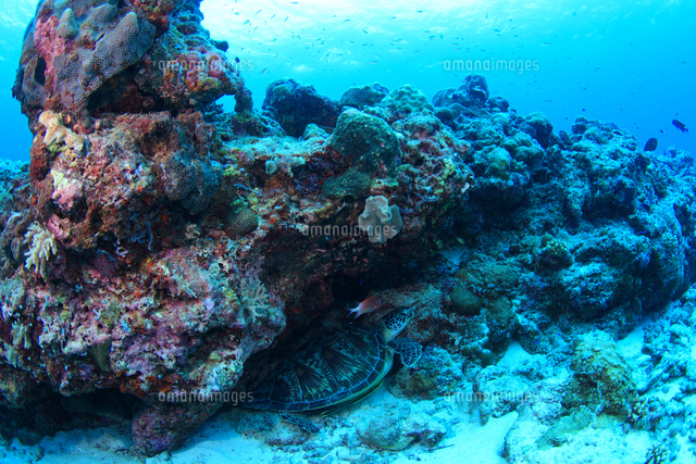 アオウミガメの家は岩礁帯 の写真素材 イラスト素材 アマナイメージズ