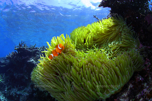 陽光を浴びるカクレクマノミとイソギンチャク の写真素材 イラスト素材 アマナイメージズ