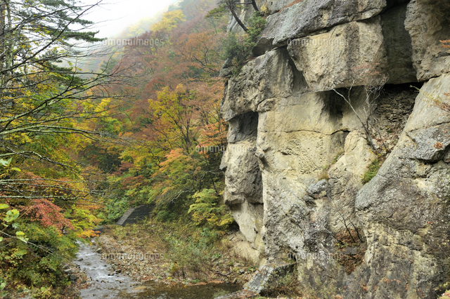 紅葉の紅葉川渓谷[10002000814]の写真・イラスト素材｜アマナイメージズ