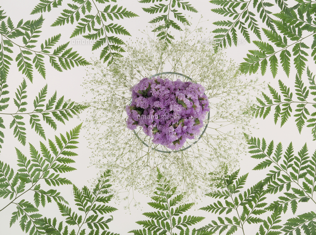 スターチスとカスミソウ の写真素材 イラスト素材 アマナイメージズ