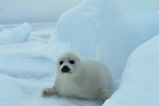 アザラシ 赤ちゃんの写真素材 ストックフォト アマナイメージズ