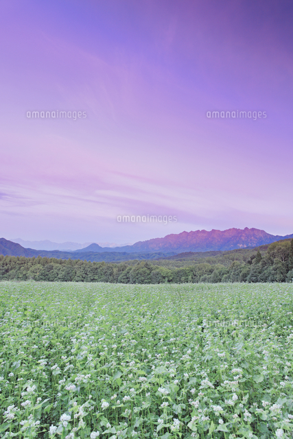 戸隠高原の花咲く蕎麦畑と朝焼けの戸隠連峰と白馬連峰遠望 の写真素材 イラスト素材 アマナイメージズ