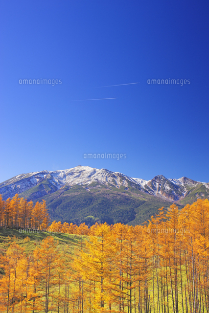 倉越パノラマラインの紅葉のカラマツ林と御嶽山と飛行機雲 の写真素材 イラスト素材 アマナイメージズ