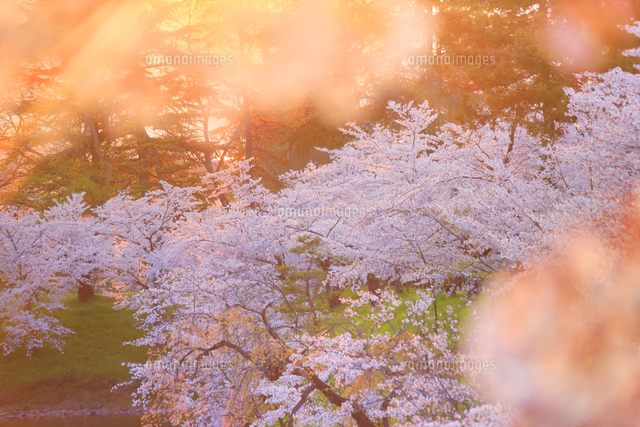 桜と夕方の光と本丸堀の水面[10009044958]の写真・イラスト素材