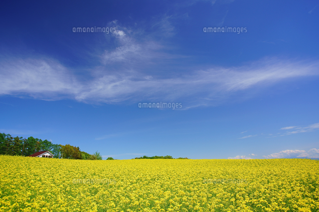 滋野甲の菜の花畑と民家とすじ雲 の写真素材 イラスト素材 アマナイメージズ